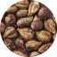 Grape Seed Extract