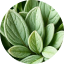 Sage Leaf Extract